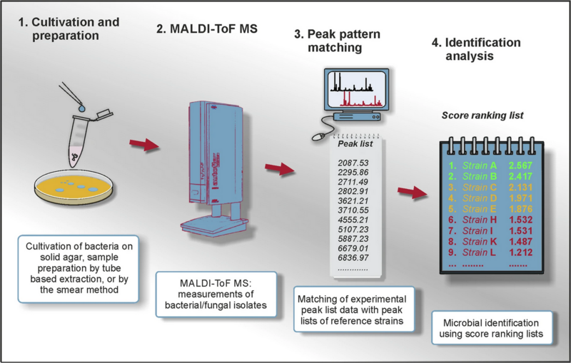 File:MALDI-workflow.png